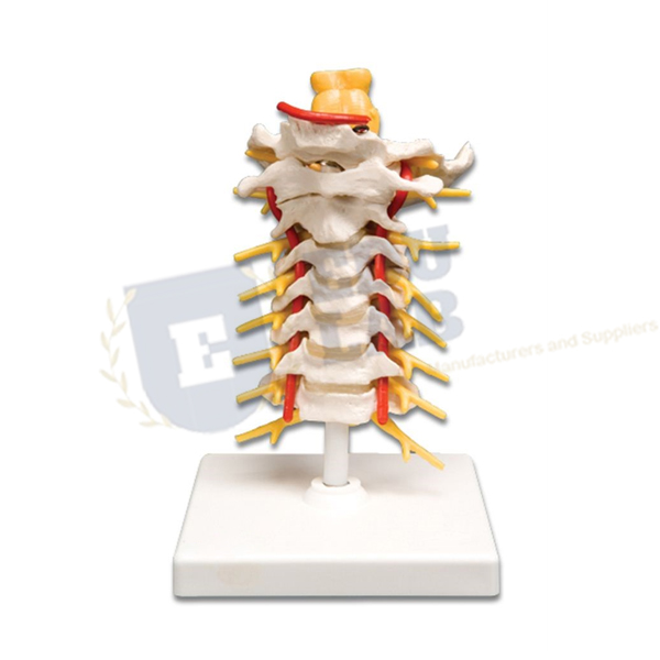 Cervical Spinal Column Model