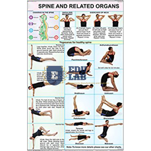 Spine and Related Organs Chart