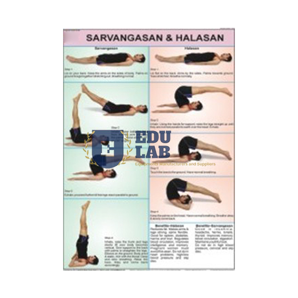 Sarvangasan and Halasan Chart