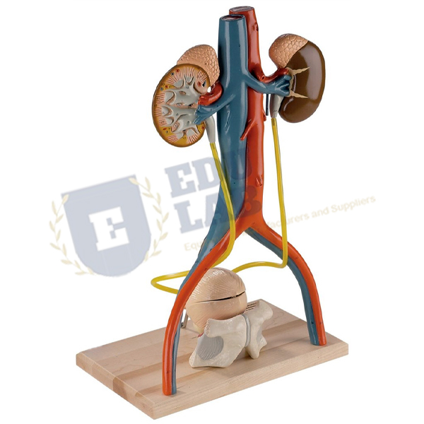 Urinary System Model