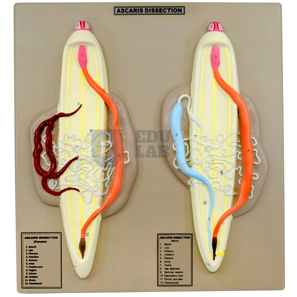 Ascaris Male and Female Model