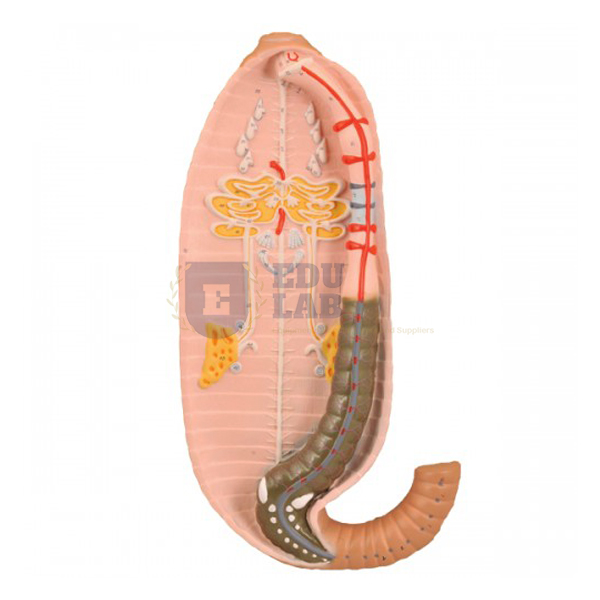 Earthworm Dissection (Pheretima Posthuma) Model