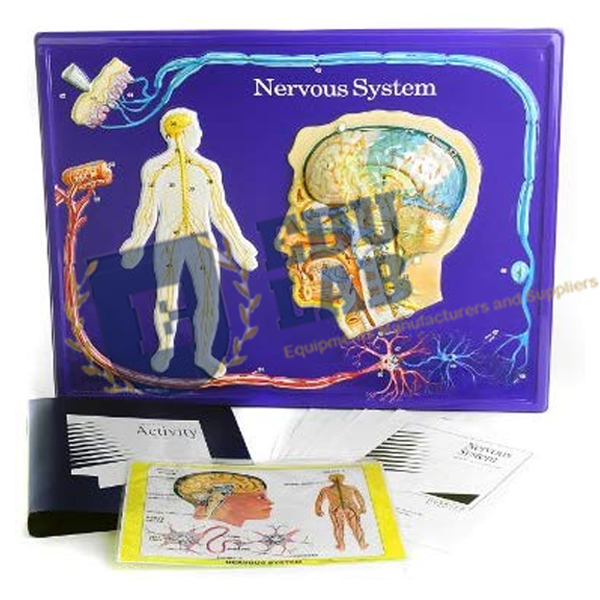 Human Nervous System Activity Model Set