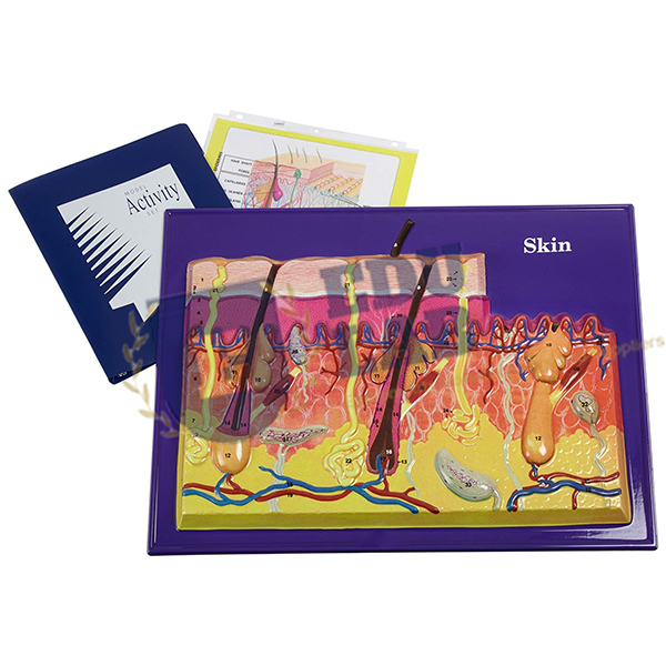 Skin Model Activity Set
