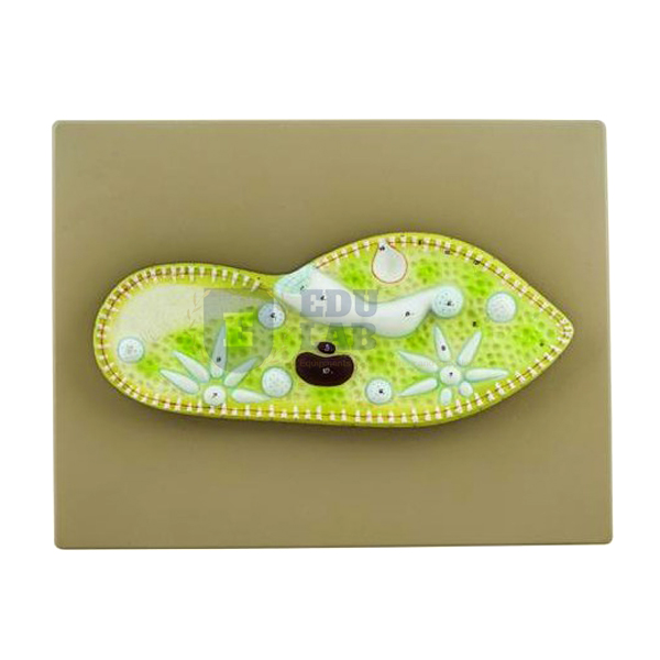 Paramecium Model