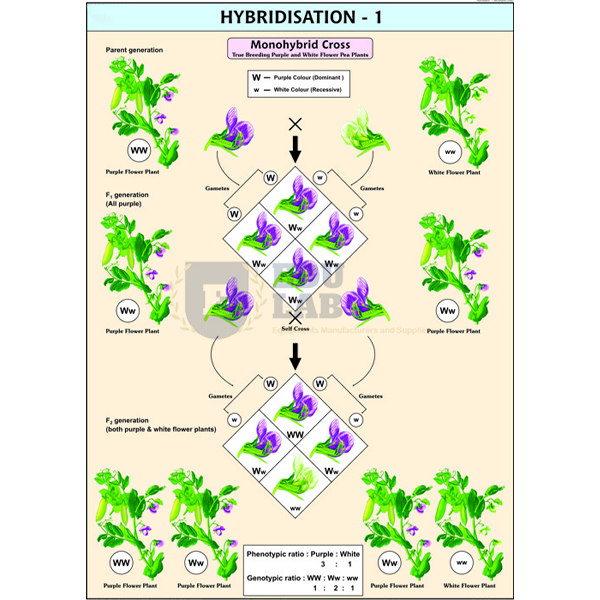 Hybridisation - 1 Chart