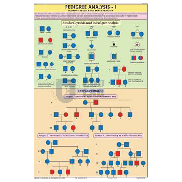 Pedigree Analysis-1 Chart