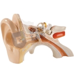Ear Custom Models