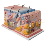 Skin Block Model